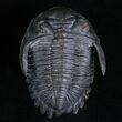 Flying Hollardops Trilobite - #7144-4